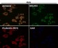 Anti-CDK8 Rabbit Monoclonal Antibody