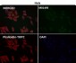 Anti-CDK8 Rabbit Monoclonal Antibody