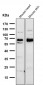 Anti-CDK8 Rabbit Monoclonal Antibody