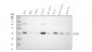 Anti-SOX1 Rabbit Monoclonal Antibody