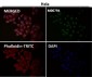 Anti-CDK9 Rabbit Monoclonal Antibody