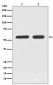 Anti-ATF7 Rabbit Monoclonal Antibody