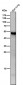 Anti-ATF7 Rabbit Monoclonal Antibody