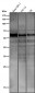 Anti-ATF7 Rabbit Monoclonal Antibody