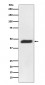Anti-MEK2 MAP2K2 Rabbit Monoclonal Antibody