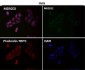Anti-ERK5 Rabbit Monoclonal Antibody