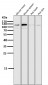 Anti-ERK5 Rabbit Monoclonal Antibody