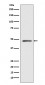 Anti-MEK7 MAP2K7 Rabbit Monoclonal Antibody