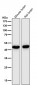 Anti-MEK7 MAP2K7 Rabbit Monoclonal Antibody
