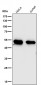 Anti-MEK7 MAP2K7 Rabbit Monoclonal Antibody