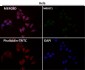 Anti-ATF4 Rabbit Monoclonal Antibody