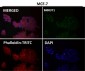 Anti-ATF4 Rabbit Monoclonal Antibody