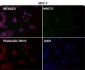 Anti-ATF4 Rabbit Monoclonal Antibody