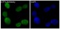 Anti-ATF4 Rabbit Monoclonal Antibody