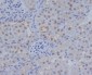 Anti-ATF4 Rabbit Monoclonal Antibody