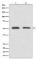 Anti-ATF4 Rabbit Monoclonal Antibody