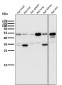 Anti-ATF4 Rabbit Monoclonal Antibody