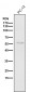 Anti-ATF4 Rabbit Monoclonal Antibody
