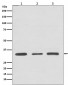 Anti-ATF5 Rabbit Monoclonal Antibody