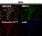 Anti-ATF5 Rabbit Monoclonal Antibody