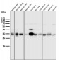 Anti-ATF5 Rabbit Monoclonal Antibody