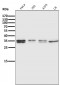 Anti-ATF5 Rabbit Monoclonal Antibody