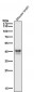 Anti-JunB Rabbit Monoclonal Antibody