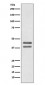 Anti-JunD Rabbit Monoclonal Antibody