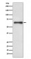 Anti-Cdc6 Rabbit Monoclonal Antibody