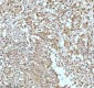 Anti-UBA1/Ube1 Rabbit Monoclonal Antibody