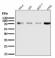 Anti-Raf1 Rabbit Monoclonal Antibody