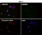 Anti-PAX5/Bsap Rabbit Monoclonal Antibody