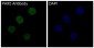 Anti-PAX5/Bsap Rabbit Monoclonal Antibody