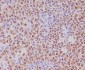 Anti-PAX5/Bsap Rabbit Monoclonal Antibody