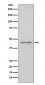 Anti-PAX5/Bsap Rabbit Monoclonal Antibody