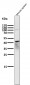 Anti-PAX5/Bsap Rabbit Monoclonal Antibody