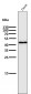 Anti-PAX5/Bsap Rabbit Monoclonal Antibody