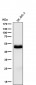 Anti-PAX8 Rabbit Monoclonal Antibody