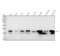 Anti-LC3B MAP1LC3B Rabbit Monoclonal Antibody