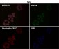 Anti-iNOS NOS2 Rabbit Monoclonal Antibody