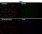 Anti-iNOS NOS2 Rabbit Monoclonal Antibody