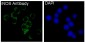 Anti-iNOS NOS2 Rabbit Monoclonal Antibody