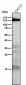 Anti-iNOS NOS2 Rabbit Monoclonal Antibody