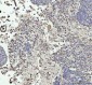 Anti-GPX1/Glutathione Peroxidase 1 Rabbit Monoclonal Antibody