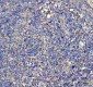 Anti-GPX1/Glutathione Peroxidase 1 Rabbit Monoclonal Antibody