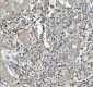 Anti-GPX1/Glutathione Peroxidase 1 Rabbit Monoclonal Antibody