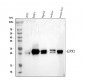 Anti-GPX1/Glutathione Peroxidase 1 Rabbit Monoclonal Antibody