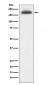 Anti-MRC1/Cd206 Rabbit Monoclonal Antibody