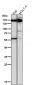 Anti-MRC1/Cd206 Rabbit Monoclonal Antibody