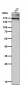 Anti-MRC1/Cd206 Rabbit Monoclonal Antibody